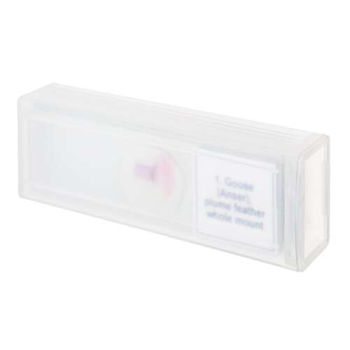 Discovery Prof DPS 5 mikroszkóp tárgylemez készlet, Madarak, Lúd (Anser) toll, teljes metszet