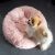 Pomeranian standing next to Springos pink plush donut dog bed S size 60cm