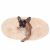 Dog Relaxing in Springos Cream Plush Dog Bed