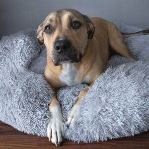 Dog relaxing in a Springos 4XL grey plush dog bed - Pet Care