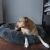 Dog relaxing in a Springos graphite plush bed, size S