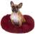 Springos pet bed in burgundy color with a dog sitting on it