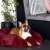 Springos pet bed in burgundy color with a dog laying on it