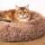 Brown Springos round pet bed with cat sleeping in it
