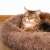 Brown Springos round pet bed with cat sleeping in it