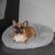 French Bulldog relaxing in Springos grey plush donut dog bed in home setting