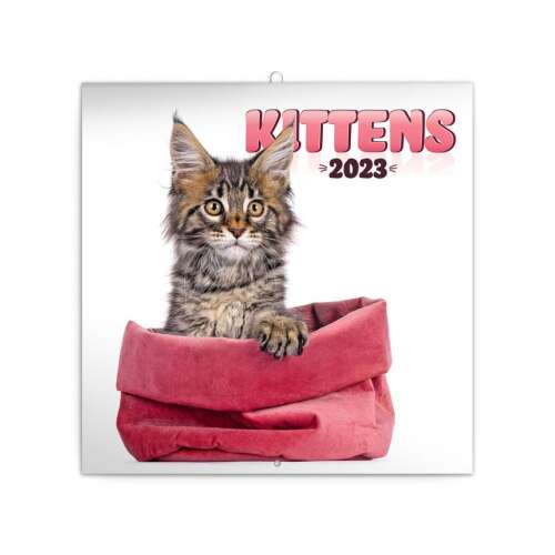 Cica Falinaptár 2024 - 12 Hónap 74251519