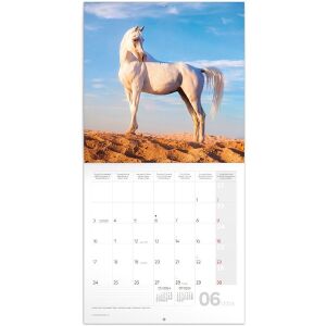 Realsystem 2024 Ló Falinaptár - Júniusi oldal fehér lóval - REALSYSTEM