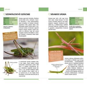 Lepkék, bogarak és más ízeltlábúak - Természetbarátok zsebkönyve 32800353 Tudományos és ismeretterjesztő könyvek