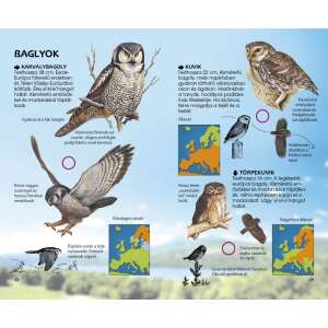 Ragadozó madarak - Természetbarátok zsebkönyve 32801698 Tudományos és ismeretterjesztő könyvek
