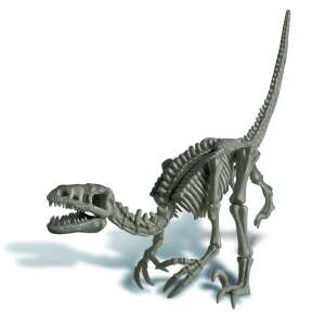 Velociraptor dinosaur skeleton, assembled from the Dig a Dinosaur Skeleton kit - Science & Discovery Toy