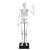 Giant skeleton toy for kids, Buki brand, assembled skeleton with stand