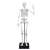 Giant 45cm articulated skeleton model for kids, human anatomy learning toy, Buki brand