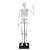 Giant 45cm articulated skeleton model for kids, human anatomy learning toy, Buki brand
