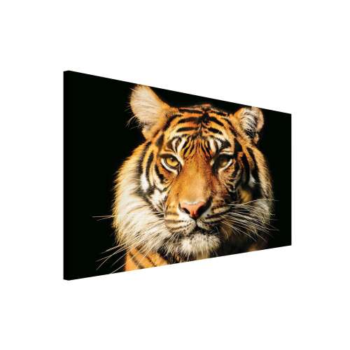 Tigris vászonkép, 75cm x 100cm, fekete háttér 