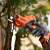 Black+Decker BCPP18B-XJ cordless pruning shears in use, cutting a branch