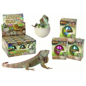 Keltető varázsgyík tojás, keltető tojás játék, display doboz, kikelt gyík és élő iguána - Lean Toys