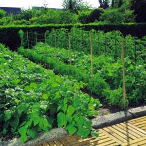 Sieť na podporu rastlín Trellinet 1,2x5m 150x150 prírodná 120243 40156102 Záhradnícke náradie