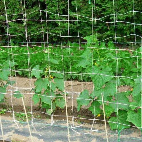 Trellinet plant support net for climbing plants like cucumbers