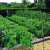 Trellinet plant support net for climbing plants, 1.2m wide, 1000m long, 100x100mm mesh size