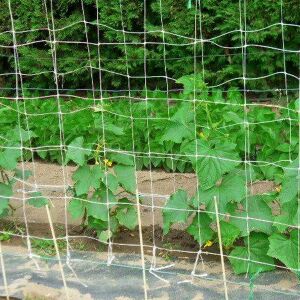 Close-up of Trellinet plant support net supporting cucumber plants - Gardening Tool