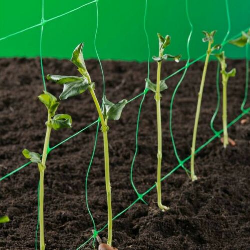 Close-up of Trellinet plant support net supporting young plants.