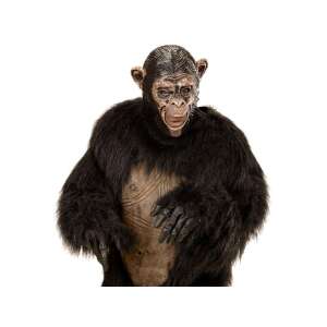 Csimpánz Fejmaszk - 3/4-es - Felnőtt 77858974 - Widmann