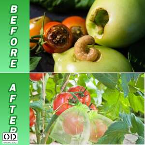 Before and after using ORIGINAL DEALS fruit protection bags to prevent insects from damaging tomatoes - Landscaping