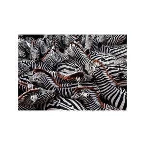 A befejezett 1000 darabos National Geographic Zebra puzzle a Clementonitól, egy zebracsorda természetes környezetben - Clementoni