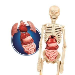 Clementoni Anatomický model ľudského tela, kostra a orgány, vzdelávacia vedecká hračka - Clementoni Vedecké a objaviteľské hry