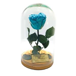 Türkiz örökrózsa üvegbúrában, Örökózsa márka - Ajándék ötlet Valentin-napra