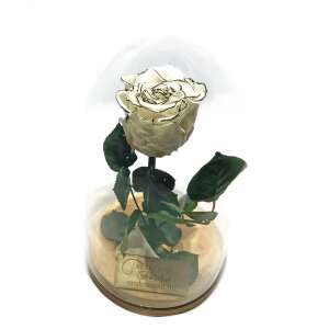 Fehér örökrózsa üvegbúrában, fa talppal, Örökrózsa márka - Ajándék ötlet Valentin-napra