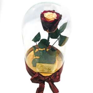 Örökózsa üvegbúrában, bordó és barack rózsa - Ajándék ötlet Valentin-napra