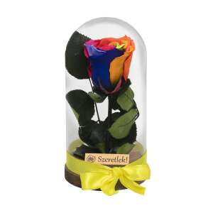 Örökrózsa üvegbúrában szivárvány színben, fa talppal és sárga szalaggal - Ajándék ötlet Valentin-napra