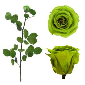 Lime zöld örökrózsa díszdobozban, közepes méretű - Ajándék ötlet Valentin-napra