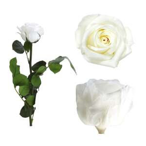 Fehér örökrózsa díszdobozban, kicsi méret - Ajándék ötlet Valentin-napra