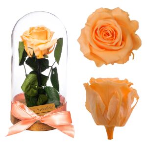 Örökrózsa barack színű tartósított rózsa üvegbúrában szalaggal, örök szerelem ajándék - Ajándék ötlet Valentin-napra