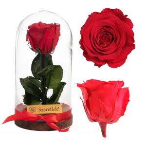 Örökrózsa Vörös Üvegbúrában, Tartósított Virág Ajándék - Ajándék ötlet Valentin-napra