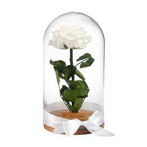Fehér örökrózsa üvegbúrában, fa talppal, romantikus ajándéknak tökéletes - Ajándék ötlet Valentin-napra