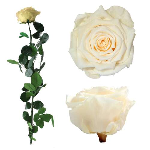 Örökrózsa díszdobozban pezsgővel - nagy