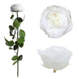 Fehér örökrózsa díszdobozban, nagy méret - Ajándék ötlet Valentin-napra