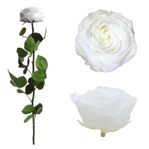 Örökrózsa - Fehér - Tartósított - 55cm