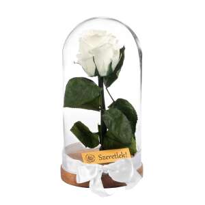 Fehér örökrózsa üvegbúrában, fa talppal, fehér szalaggal és "Szeretlek!" felirattal - Ajándék ötlet Valentin-napra