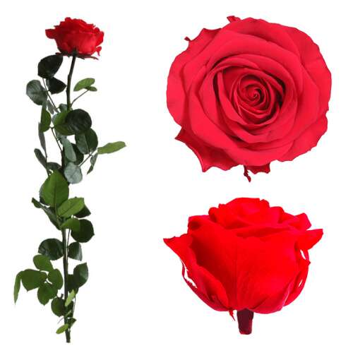 Örökrózsa - Tartósított Piros Rózsa - Nagy Díszdobozban