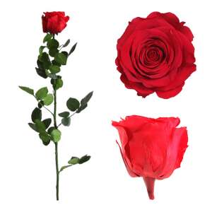 Trandafir conservat roșu într-o cutie decorativă, dimensiune medie - Idee de cadou pentru Valentine's Day