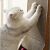 Purlov Brown Cat Scratcher - Cat using cardboard scratcher