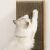 Cat scratching Purlov corner cat scratcher