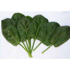 Modi F1 spenótmagok, 5000 szemes - Csíramag