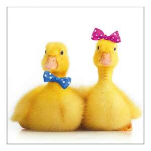 Little Ducks papírszalvéta, aranyos kacsákkal - Szalvéta