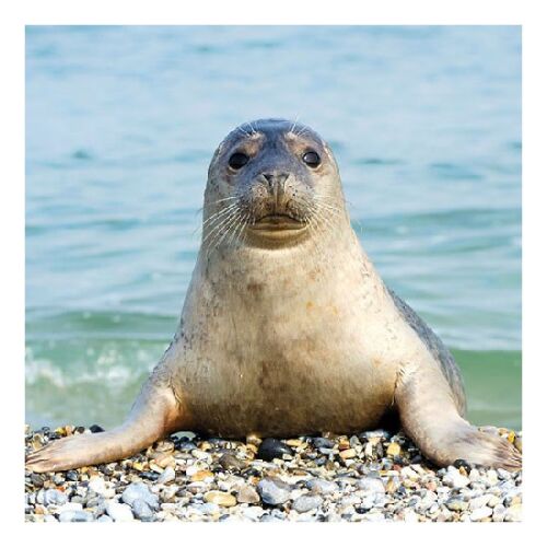 Seal Fóka Papírszalvéta - 20 db - 33x33 cm